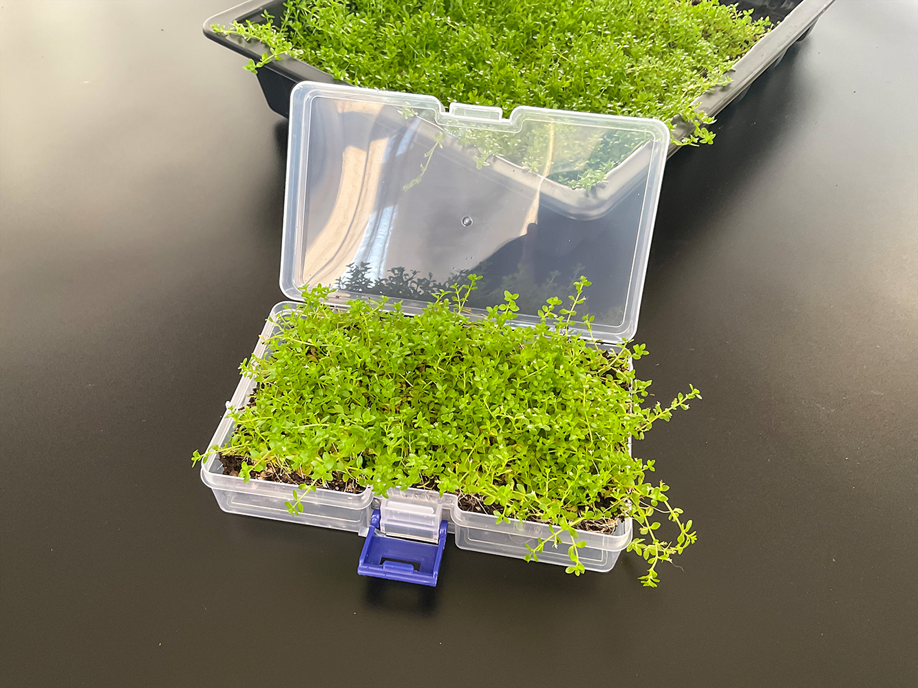 Micranthemum micranthemoides – Perlkraut