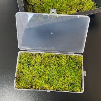 Christmas Moos Vesicularia montagnei für Terrarium