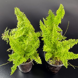 Nephrolepis Cotton Candy kompakter Farn für tropische Terrarien