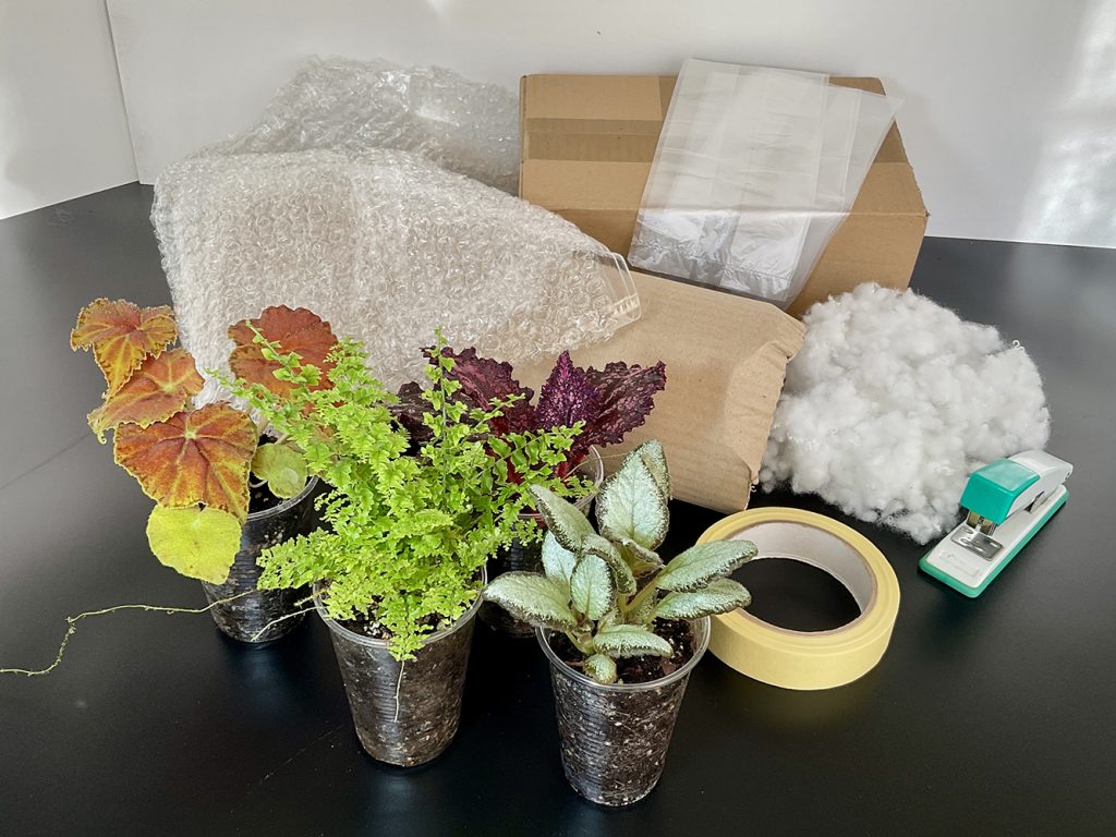 Terrariumpflanzen und Verpackungsmaterial für sicheren Pflanzenversand – Karton, Luftpolsterfolie und Schutzmaterial