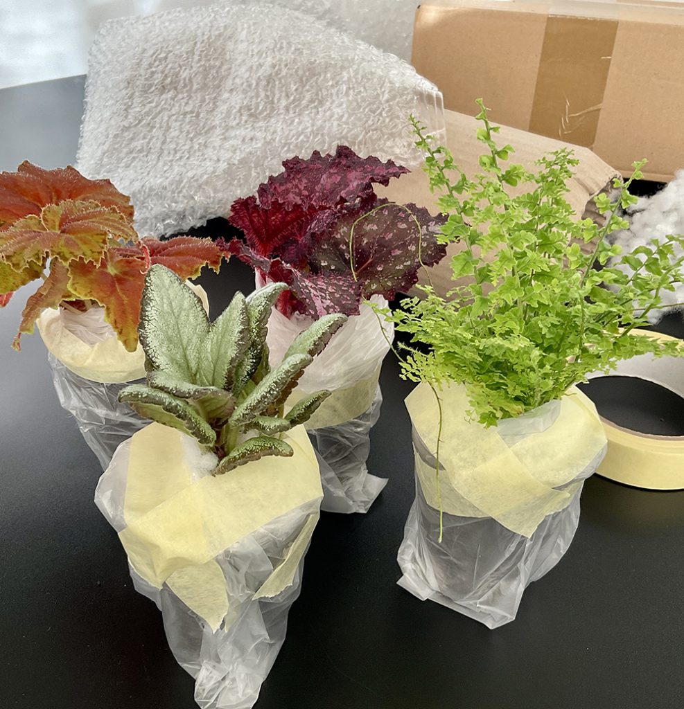 Terrariumpflanzen für den Versand vorbereitet – Substrat fixiert mit Schutzfolie und Klebeband