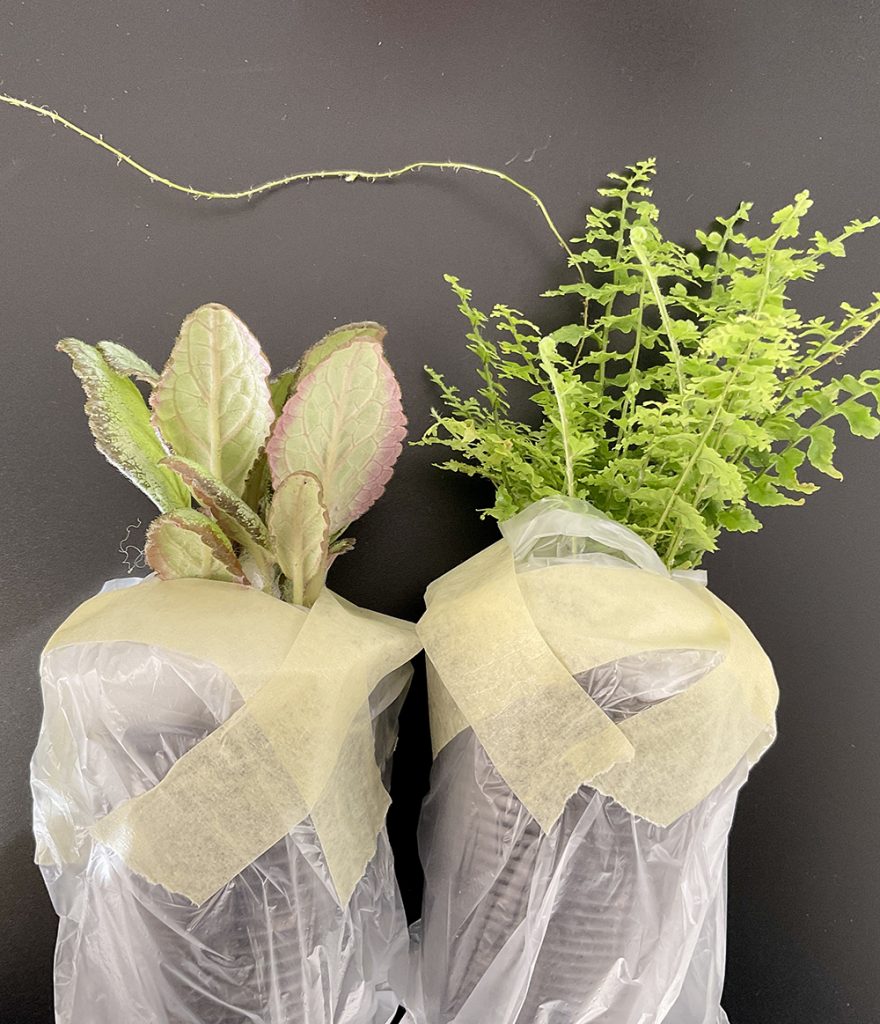 Pflanzen im Versandbecher mit fixiertem Substrat – Schutz der Wurzeln beim Versand lebender Pflanzen