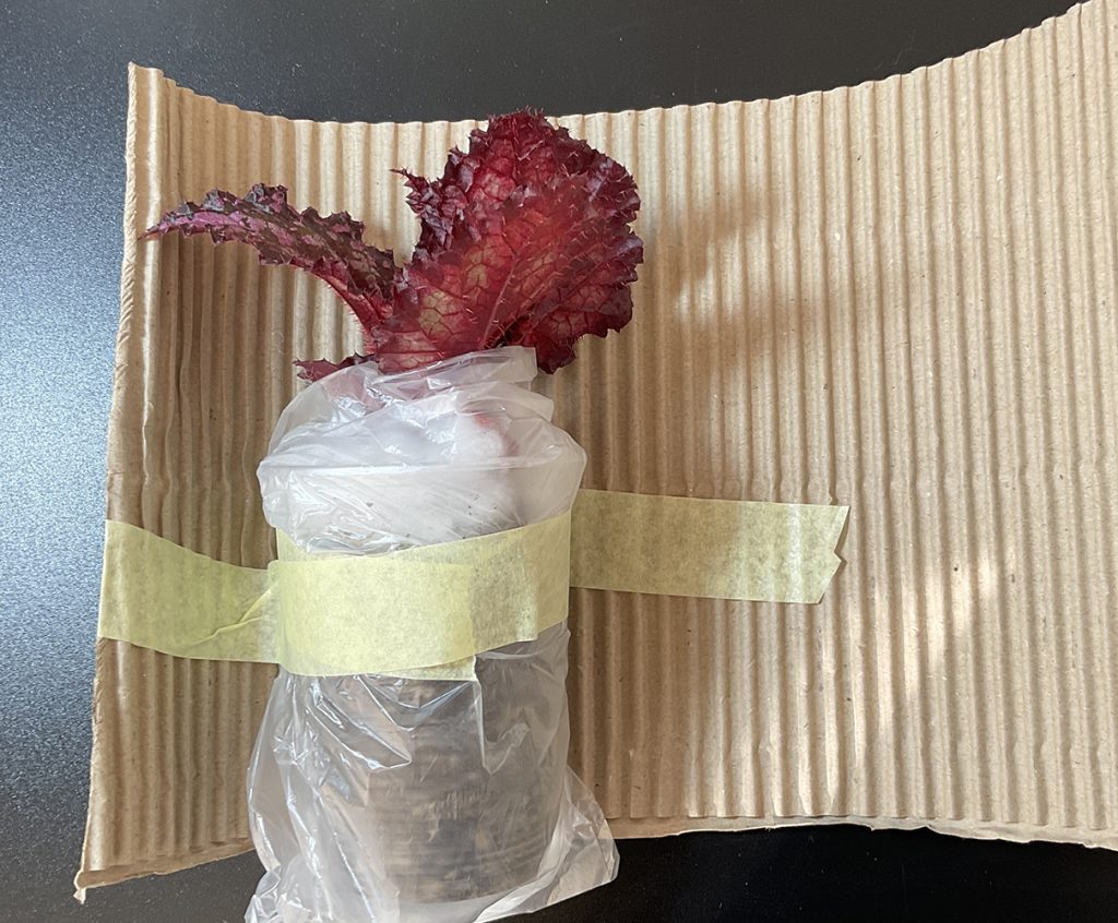 Terrariumpflanze in Wellpappe gewickelt – stabiler Schutz der Blätter während des Pflanzenversands