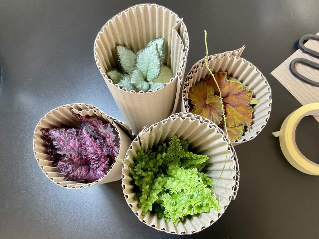 Terrariumpflanzen in Wellpapp-Röhren – Schutz der Blätter und Stabilisierung beim Versand