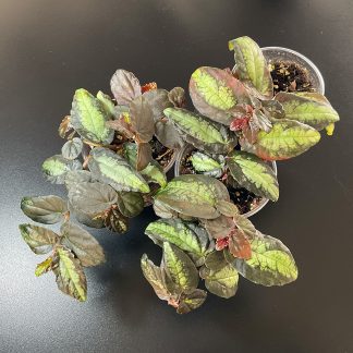 Pellionia repens – exotische Terrariumpflanze mit dekorativen Blättern