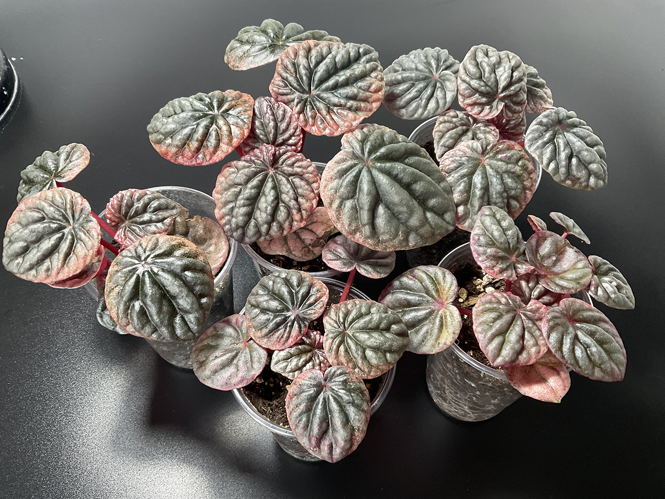 Peperomia Apricot