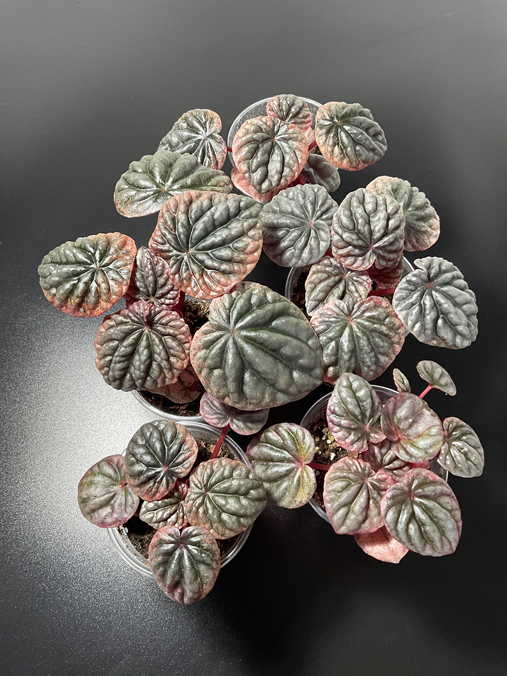 Peperomia Apricot