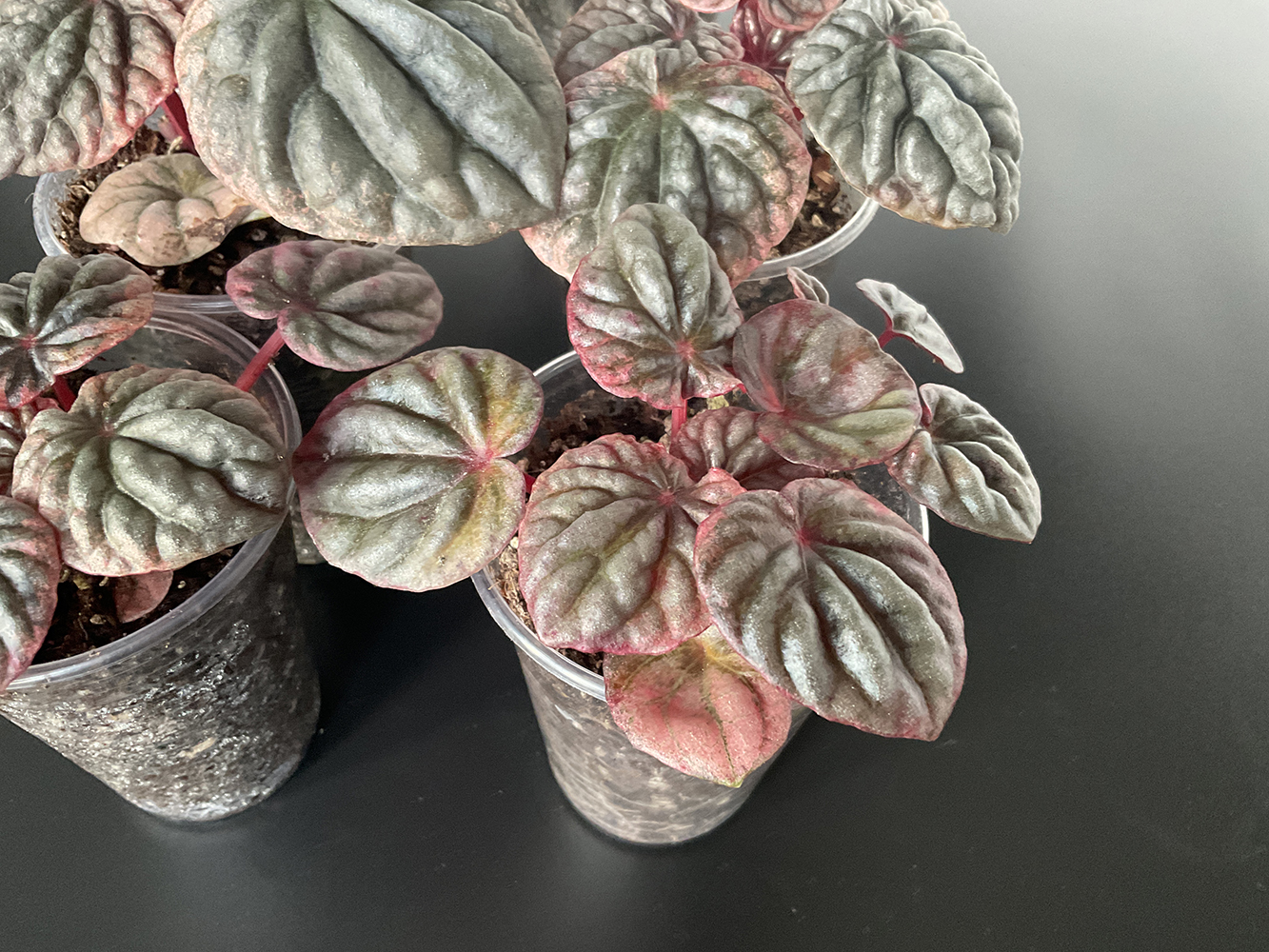 Peperomia Apricot