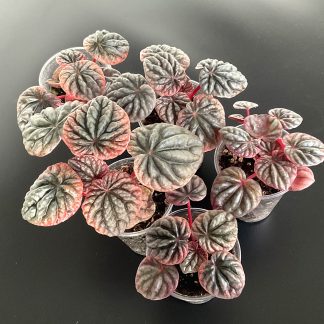 Peperomia Apricot tropische Terrariumpflanze mit warmen Blattfarben