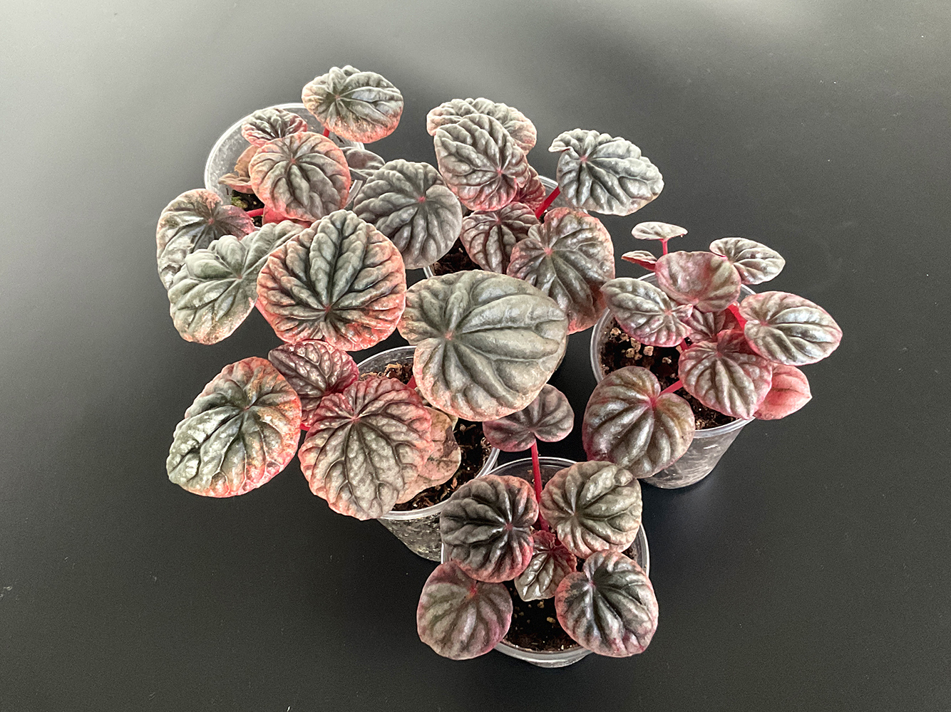 Peperomia Apricot tropische Terrariumpflanze mit warmen Blattfarben