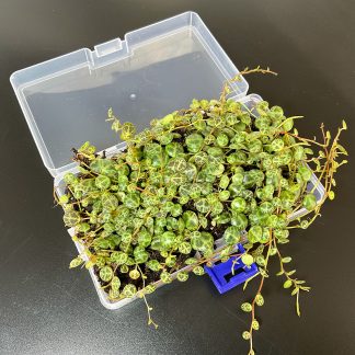Peperomia prostrata String of Turtles Pflanze