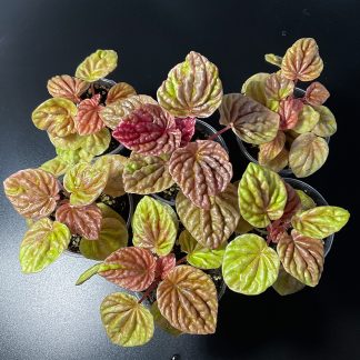 Peperomia Quito seltene Terrariumpflanze mit bronzefarbenen Blättern