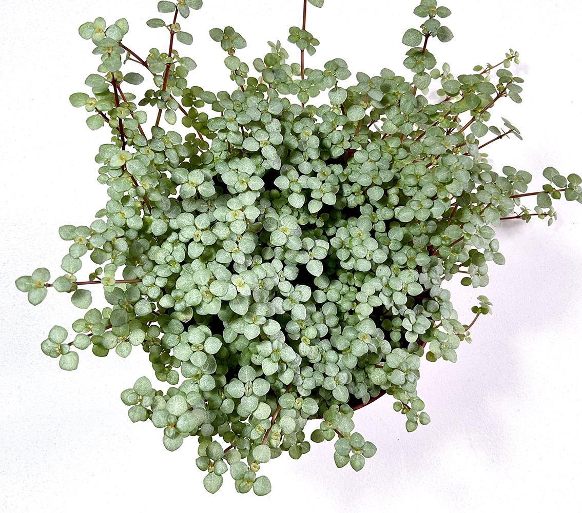 Pilea glaucophylla
