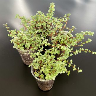 Pilea glaucophylla Terrariumpflanze mit kleinen silbrig grünen Blättern