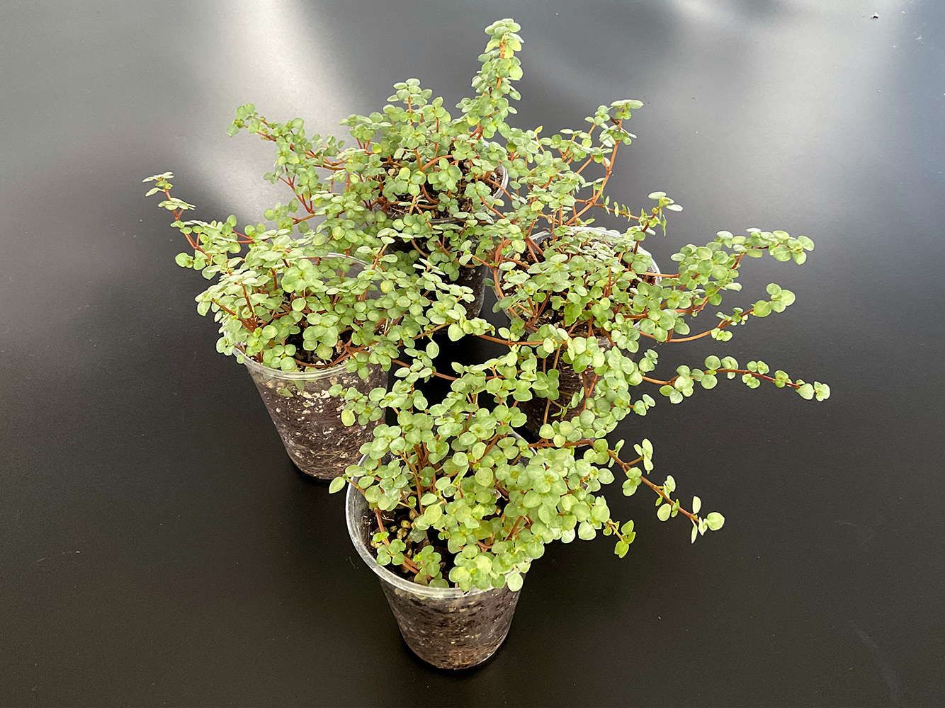 Pilea glaucophylla Terrariumpflanze mit kleinen silbrig grünen Blättern