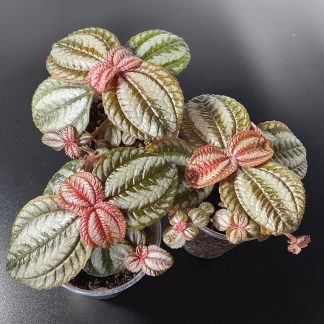 Pilea spruceana Terrariumpflanze mit strukturierter Blattoberfläche