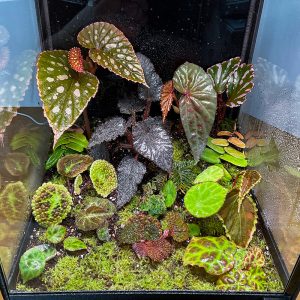 Terrarium einrichten – Schritt-für-Schritt Anleitung
