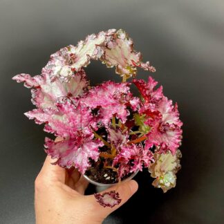 Begonia Dollar Down im 200 ml Topf mit tiefroten Blättern