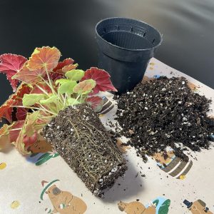 Umtopfen einer Begonie mit gesundem Wurzelballen und frischem Substrat