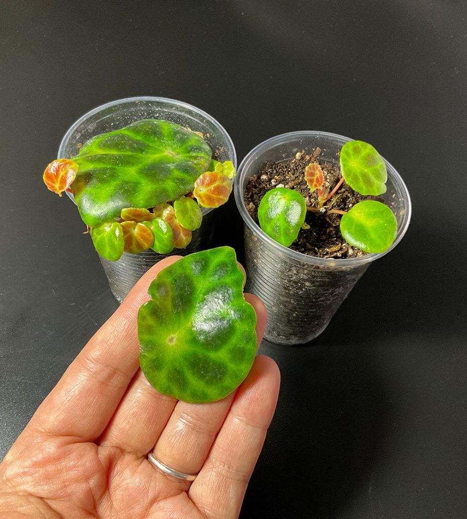 Vermehrung tropischer Pflanzen aus Blattstecklingen