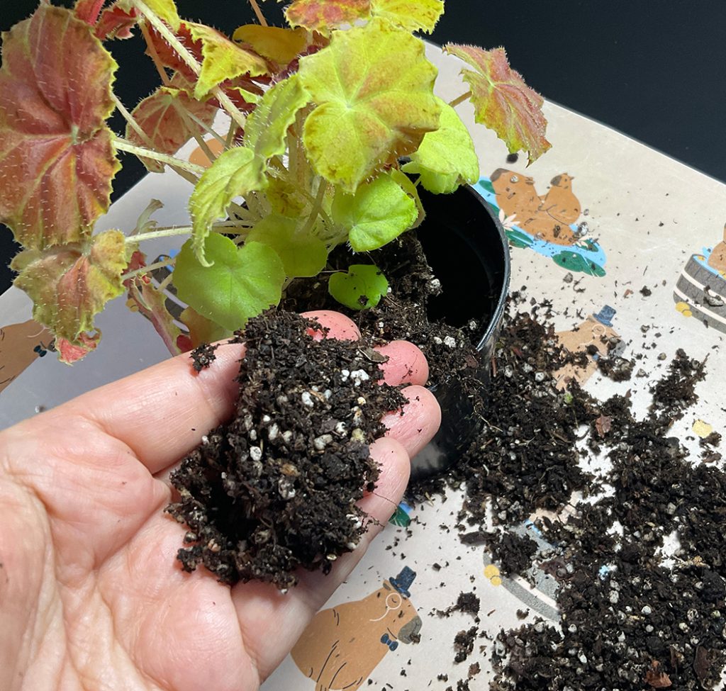 Lockeres Terrarium-Substrat für tropische Pflanzen beim Umtopfen