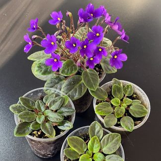 Saintpaulia Vallarta Campanas Moradas Mini Veilchen als blühende Terrariumpflanze