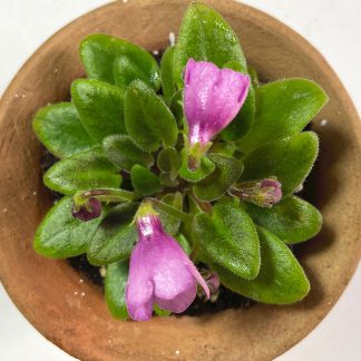 Saintpaulia SK Vernissage Mikro Veilchen für kleine Terrarien