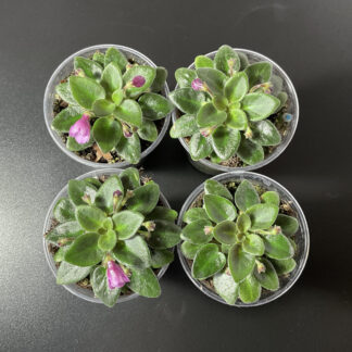 Saintpaulia SK Vernissage Mikro Veilchen für kleine Terrarien