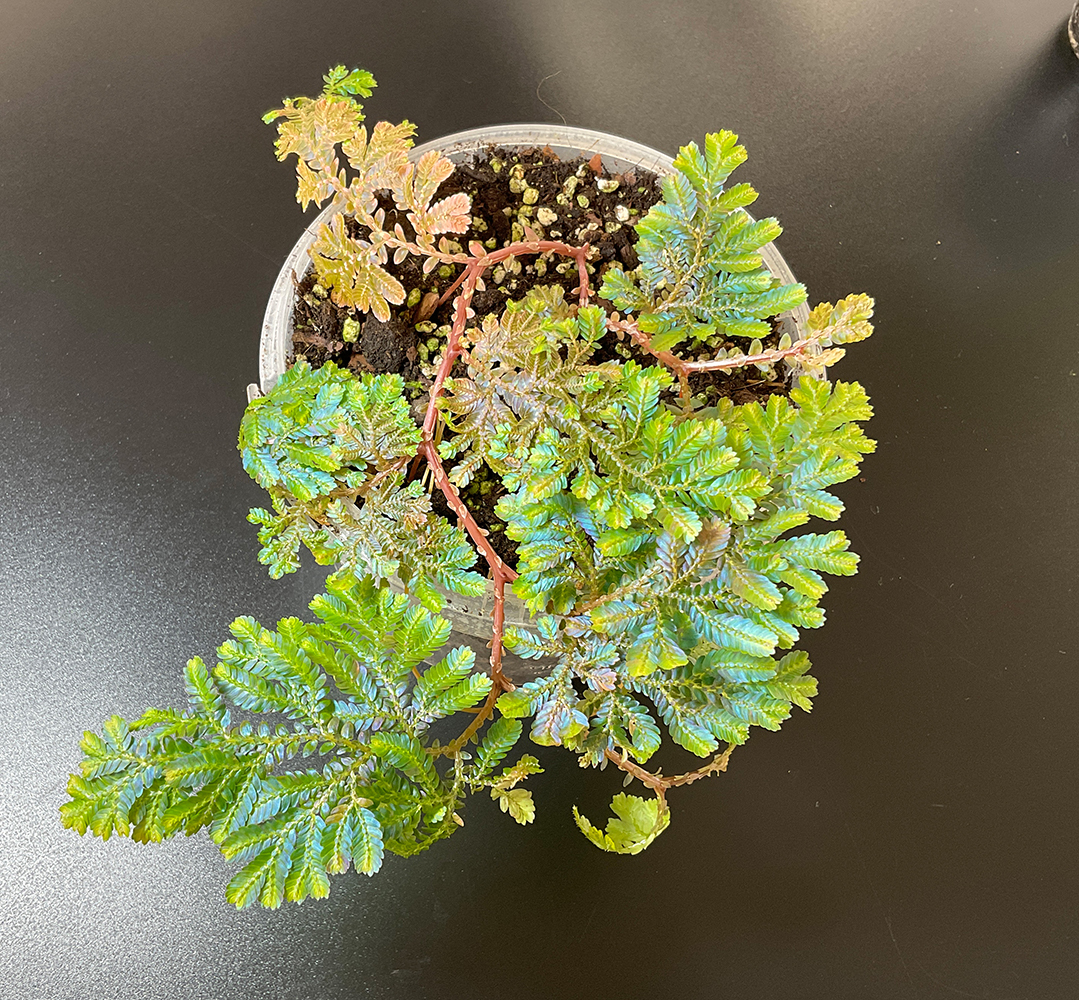 Selaginella willdenowii