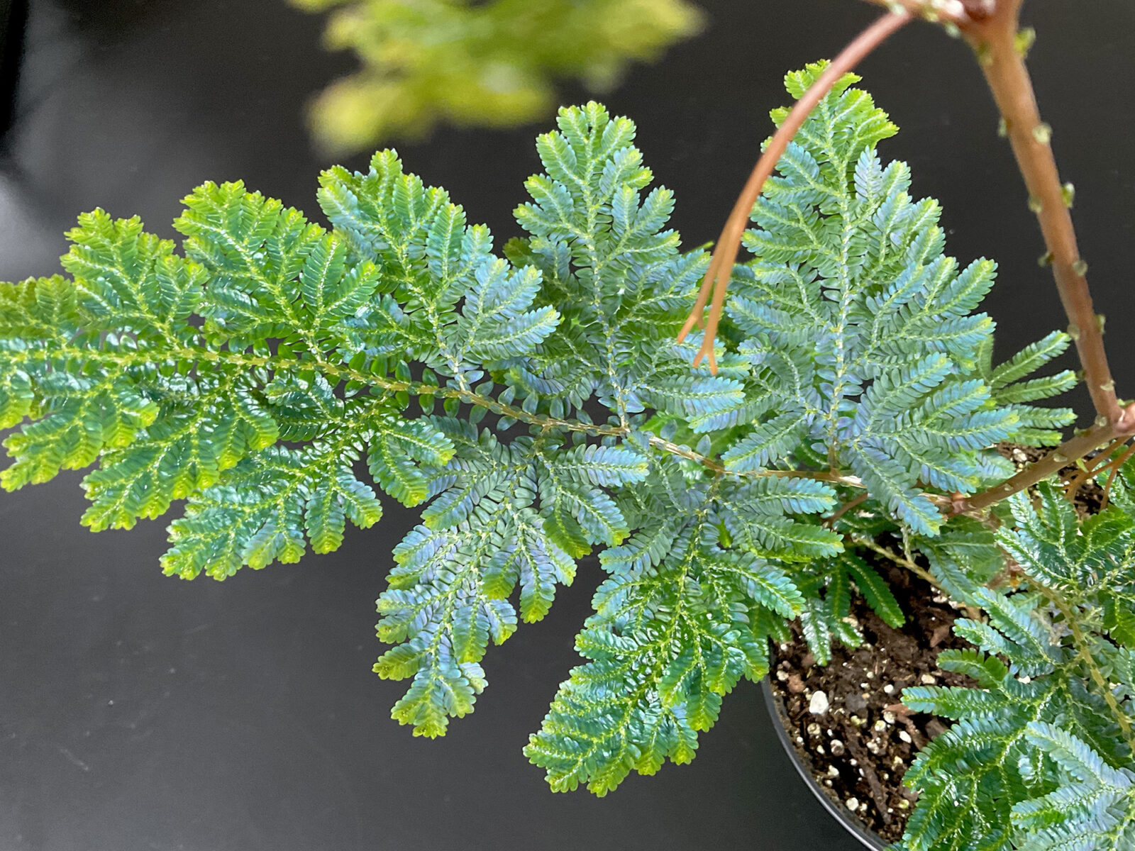 Selaginella willdenowii