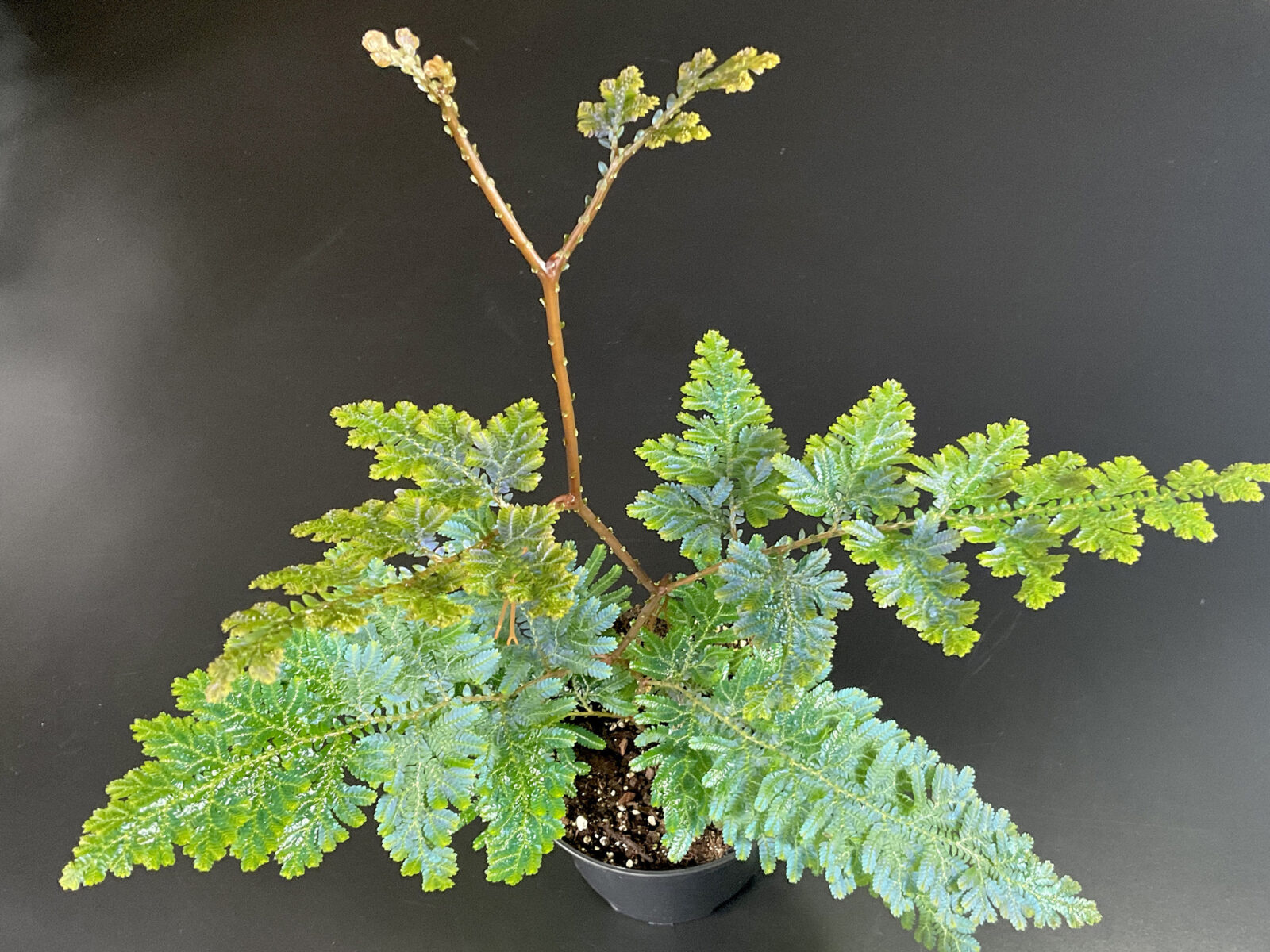 Selaginella willdenowii
