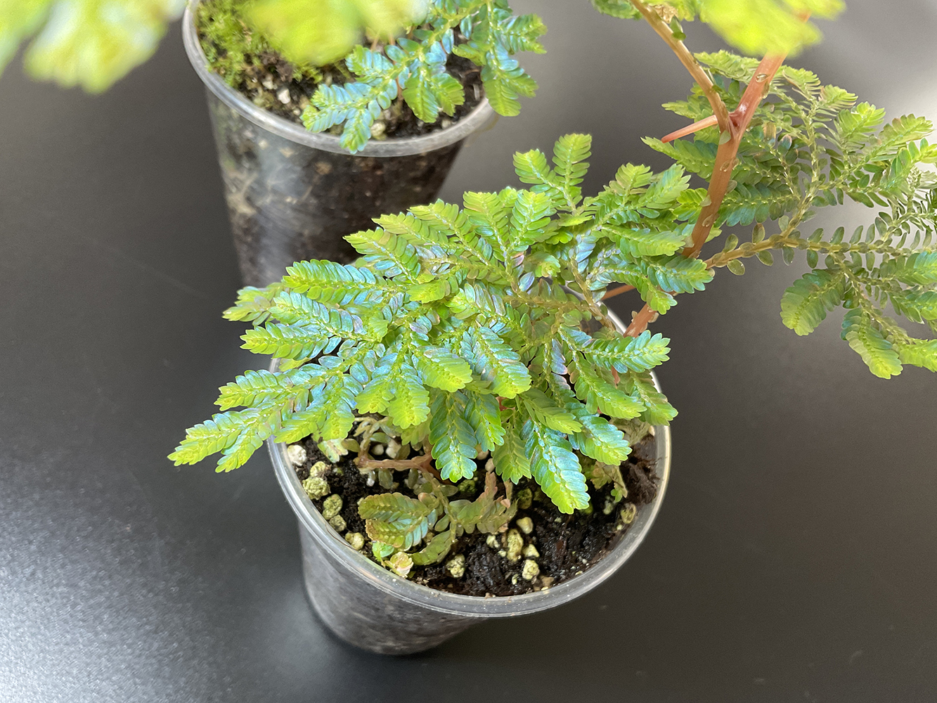 Selaginella willdenowii