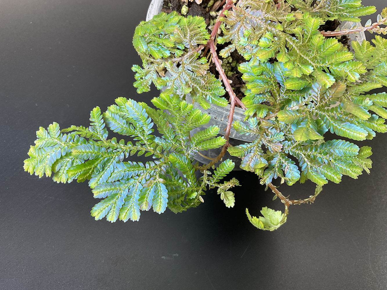 Selaginella willdenowii