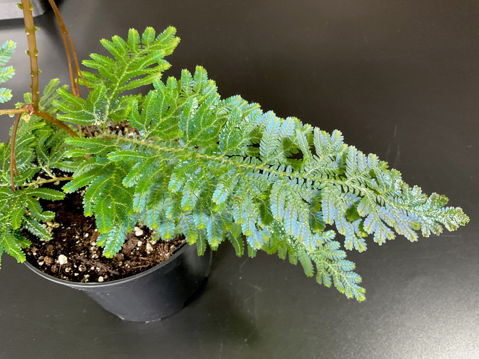 Selaginella willdenowii