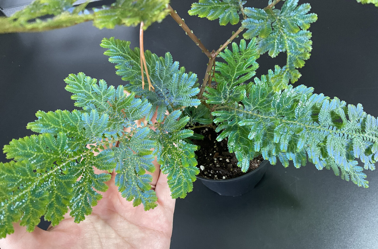 Selaginella willdenowii