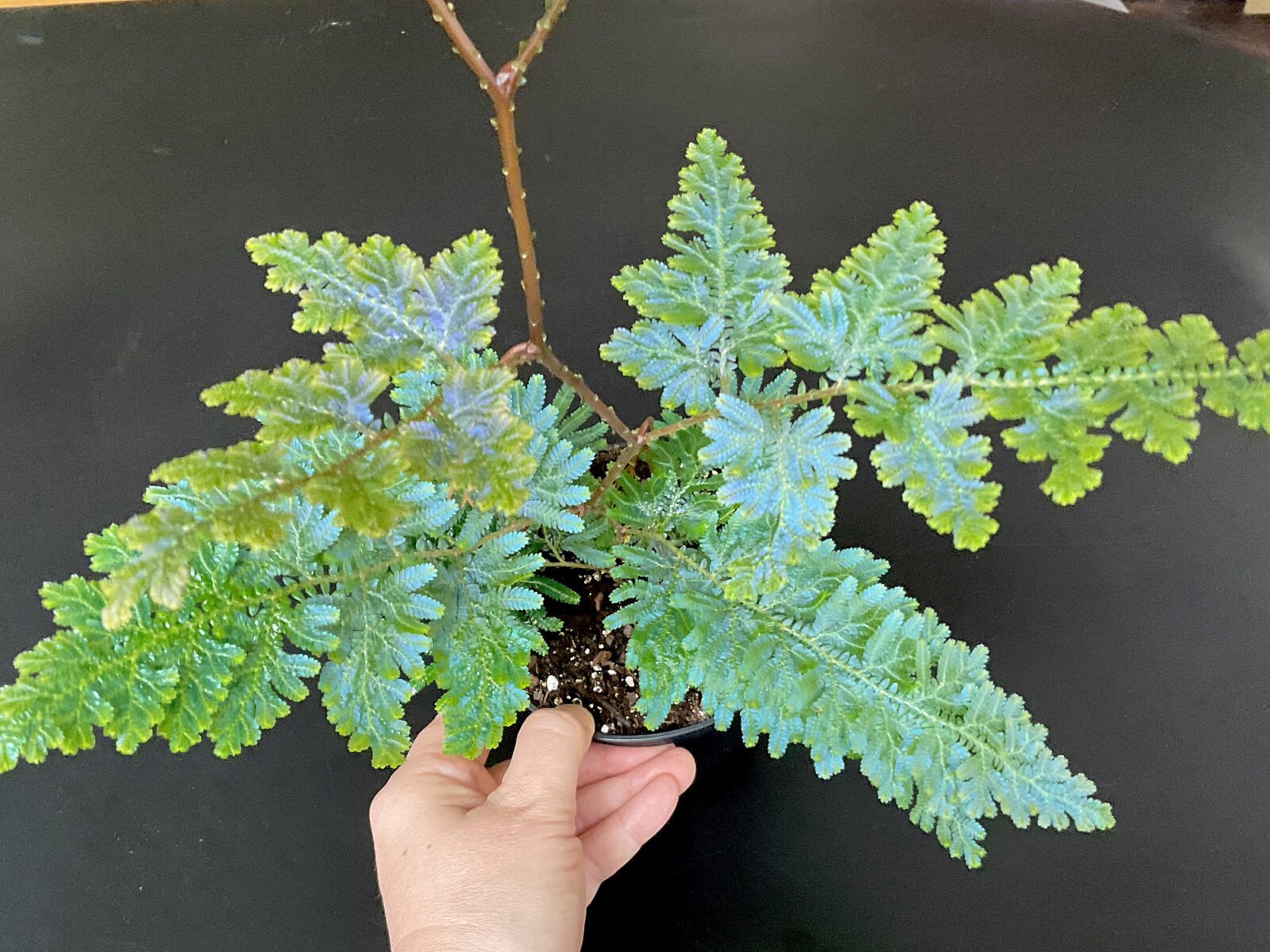 Selaginella willdenowii