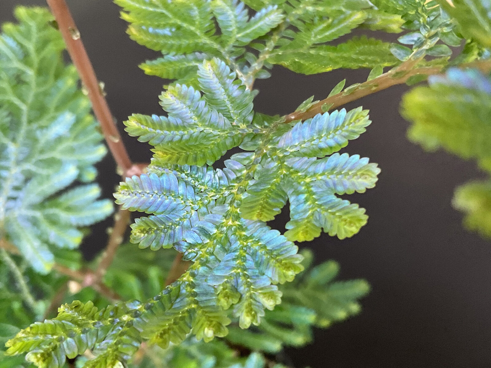 Selaginella willdenowii