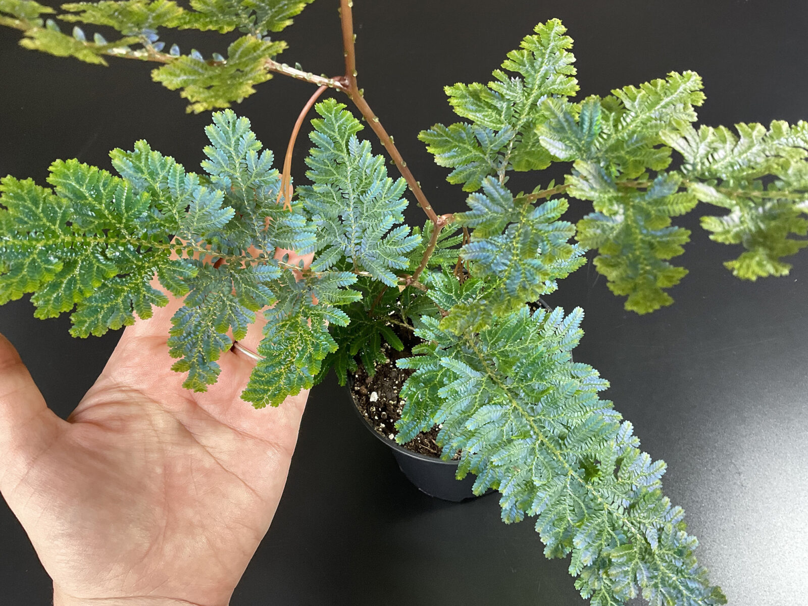 Selaginella willdenowii