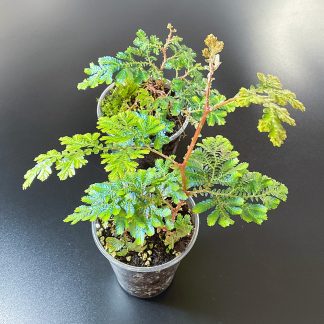 Selaginella willdenowii blau schimmernde Terrariumpflanze