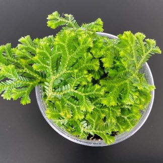 Selaginella kraussiana im 200 ml Topf – tropische Bodendeckerpflanze für Terrarium