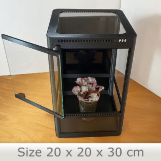 Kompaktes, handgefertigtes Terrarium mit schwarzer Rückwand – ideal für kleine tropische Pflanzen und stilvolle Pflanzendisplays.