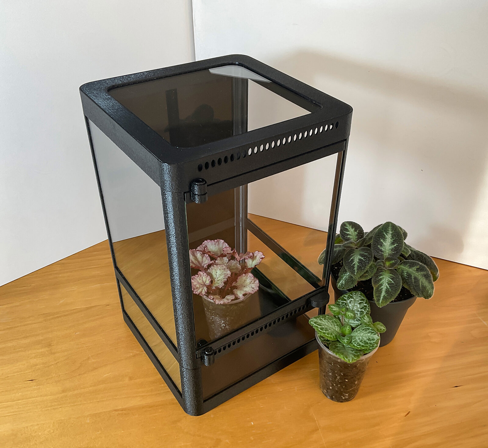Mini-Terrarium für tropische Pflanzen
