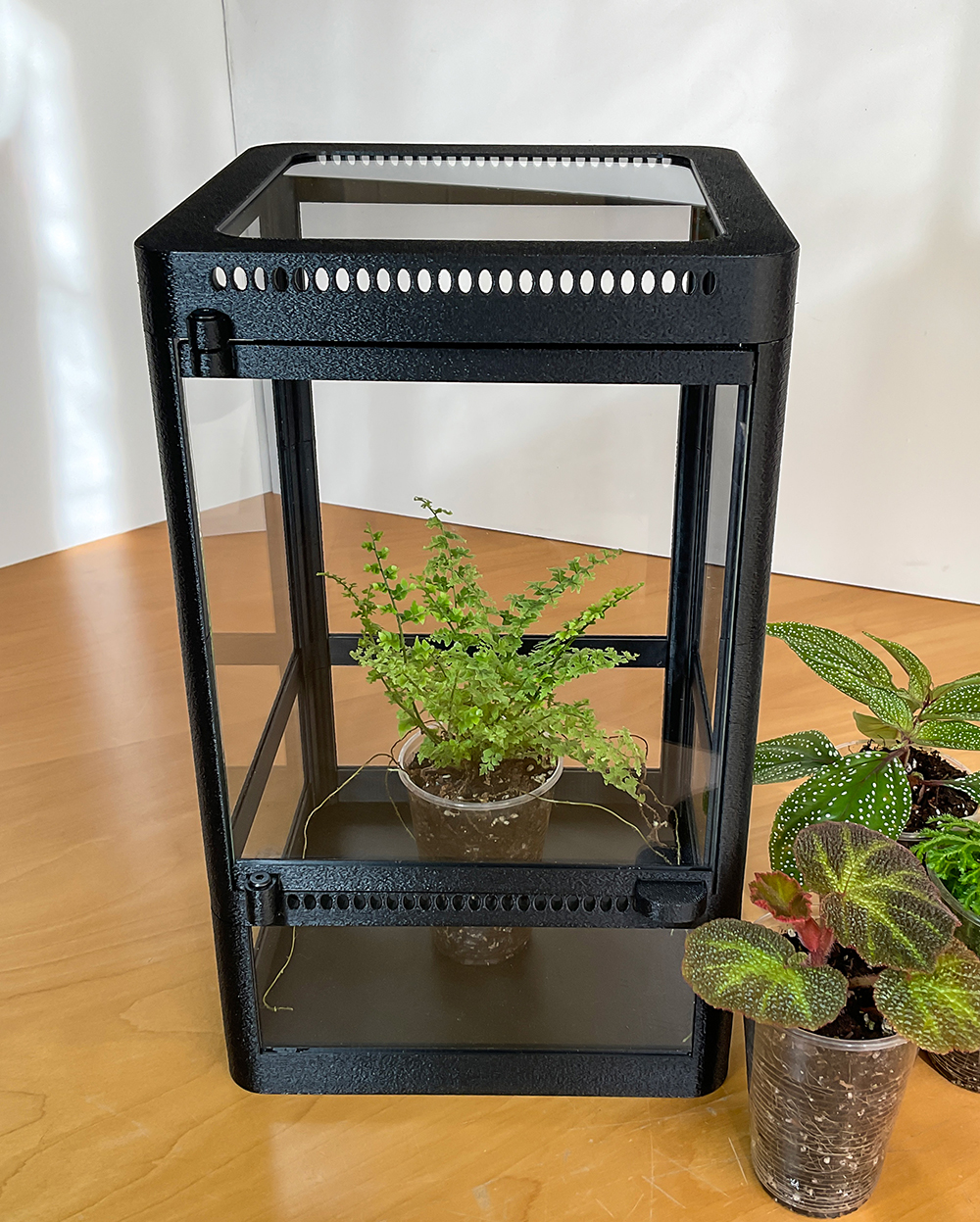 florarium für kleine tropische Pflanzen