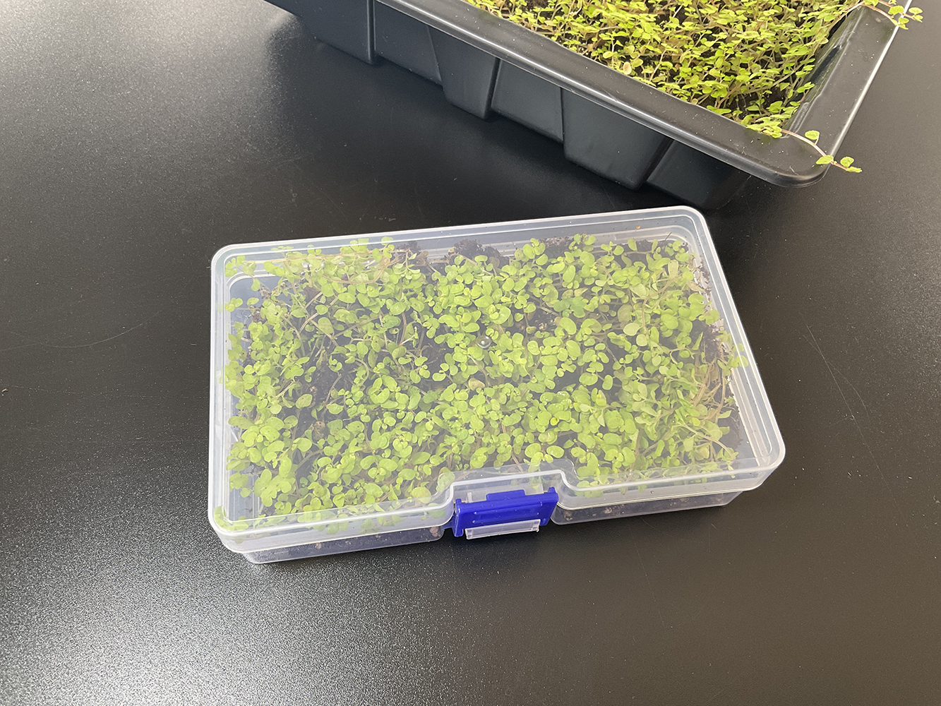 Soleirolia Yellow – Bubiköpfchen