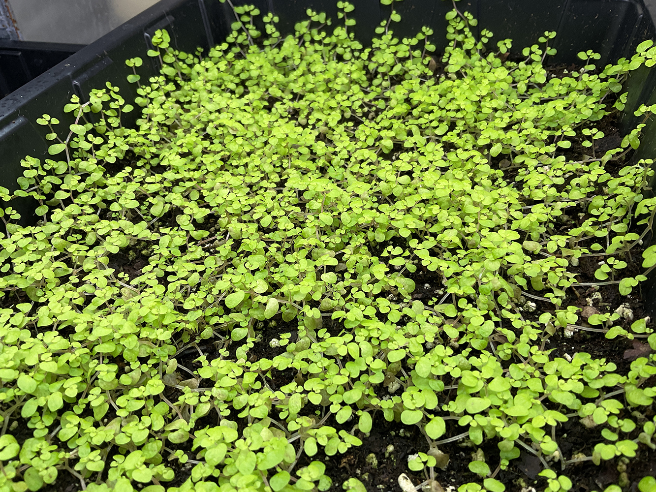 Soleirolia Yellow – Bubiköpfchen