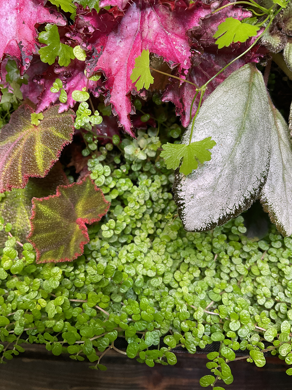 Soleirolia Yellow – Bubiköpfchen