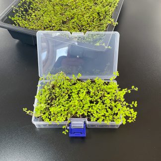 Soleirolia Yellow Terrariumpflanze Bodendecker