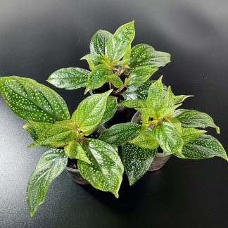 Sonerila seltene Terrariumpflanze mit dekorativen Blättern