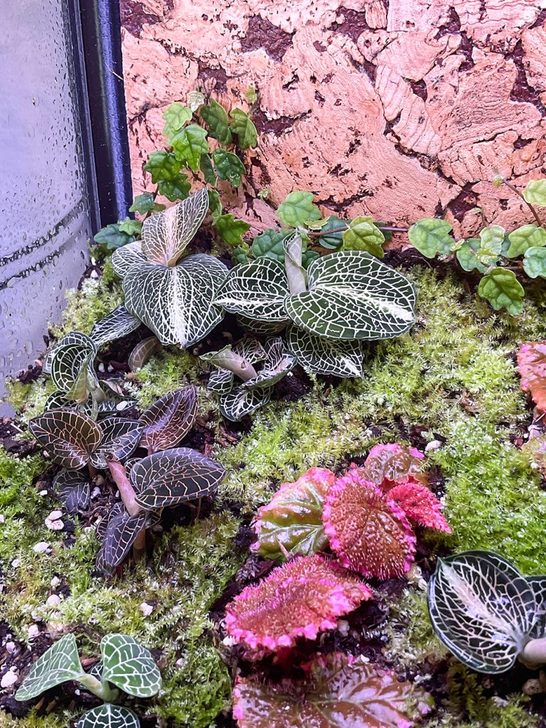 Tropische Terrarium-Komposition mit Moosen, Begonien und Miniaturpflanzen
