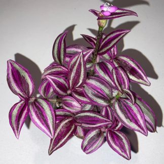 Tradescantia Pink Paradise mit pinker Panaschierung als Zimmerpflanze